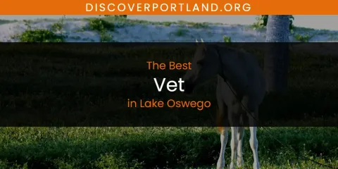 Best Vet in Lake Oswego: Our Expert Picks