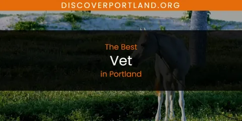 Discover the Best Vet in Portland