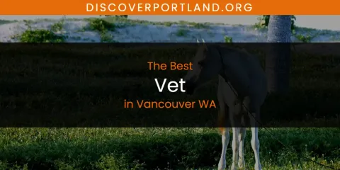 Best Vet in Vancouver WA: Our Expert Picks
